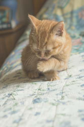 ginger kitten orange tabby cat on white and blue floral bed linen baby cat
